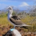 booby_bluefooted_nsey_h_0105_ecu0301.jpg